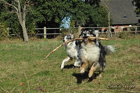 Australian Shepherd / Bild 35 von 140 / 30.09.2018 11:04 / DSC_7482.JPG