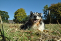 Australian Shepherd / Bild 34 von 140 / 30.09.2018 11:06 / DSC_7538.JPG