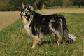 Australian Shepherd / Bild 33 von 140 / 30.09.2018 11:37 / DSC_4418.JPG