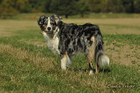 Australian Shepherd / Bild 32 von 140 / 30.09.2018 11:37 / DSC_4423.JPG