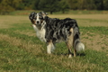 Australian Shepherd / Bild 32 von 140 / 30.09.2018 11:37 / DSC_4423.JPG