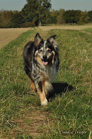 Australian Shepherd / Bild 31 von 140 / 30.09.2018 11:38 / DSC_4428.JPG