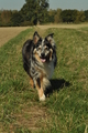 Australian Shepherd / Bild 31 von 140 / 30.09.2018 11:38 / DSC_4428.JPG