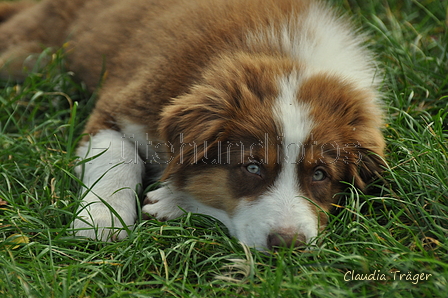 Australian Shepherd / Bild 30 von 140 / 06.10.2018 16:52 / DSC_5715.JPG