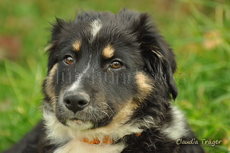 Australian Shepherd / Bild 29 von 140 / 06.10.2018 17:27 / DSC_5754.JPG