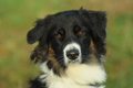 Australian Shepherd / Bild 28 von 140 / 13.01.2020 14:34 / DSC_8853.JPG