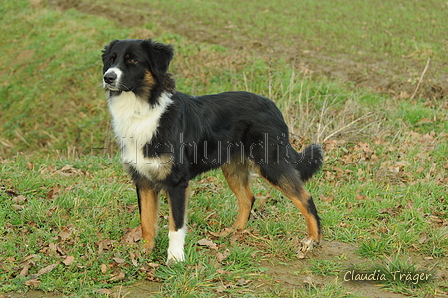 Australian Shepherd / Bild 27 von 140 / 13.01.2020 14:37 / DSC_8891.JPG