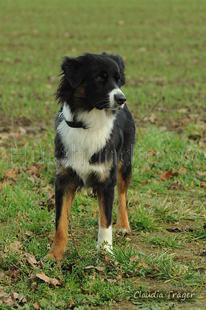 Australian Shepherd / Bild 26 von 140 / 13.01.2020 14:39 / DSC_8915.JPG