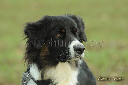 Australian Shepherd / Bild 25 von 140 / 13.01.2020 14:39 / DSC_8948.JPG