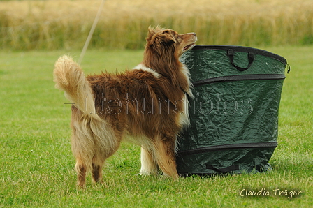 Australian Shepherd / Bild 21 von 140 / 19.07.2020 16:10 / DSC_0554.JPG