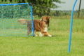 Australian Shepherd / Bild 19 von 140 / 19.07.2020 18:20 / DSC_0933.JPG