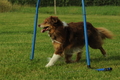 Australian Shepherd / Bild 18 von 140 / 19.07.2020 18:22 / DSC_0964.JPG