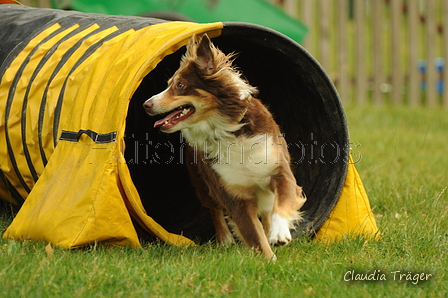 Australian Shepherd / Bild 17 von 140 / 22.08.2020 12:11 / DSC_3659.JPG