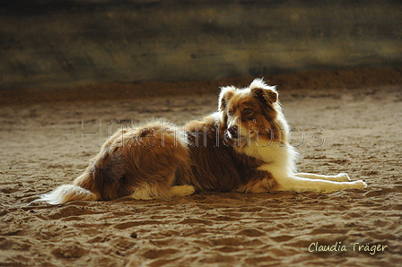 Australian Shepherd / Bild 15 von 140 / 04.10.2020 10:03 / DSC_9024.JPG