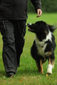 Australian Shepherd / Bild 12 von 140 / 19.10.2020 15:08 / DSC_1279.JPG