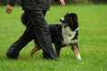 Australian Shepherd / Bild 11 von 140 / 19.10.2020 15:14 / DSC_1343.JPG