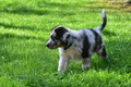 Australian Shepherd / Bild 10 von 140 / 12.08.2021 11:23 / DSC_3004.JPG