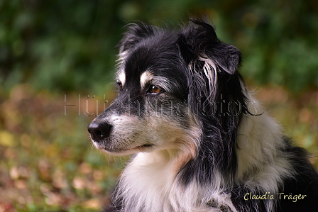 Australian Shepherd / Bild 6 von 140 / 24.09.2021 16:15 / DSC_6419.JPG