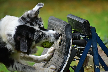 Australian Shepherd / Bild 5 von 140 / 07.10.2021 14:20 / DSC_9350.JPG