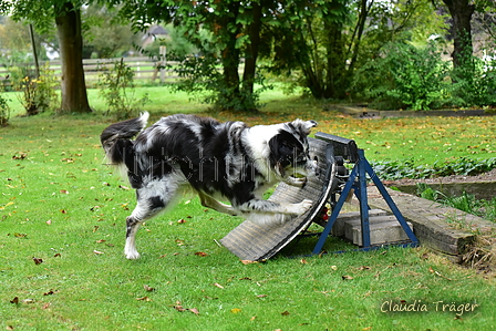 Australian Shepherd / Bild 4 von 140 / 07.10.2021 14:22 / DSC_9358.JPG