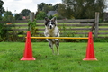 Australian Shepherd / Bild 3 von 140 / 07.10.2021 14:24 / DSC_9374.JPG