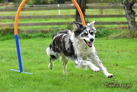 Australian Shepherd / Bild 2 von 140 / 07.10.2021 14:26 / DSC_9397.JPG