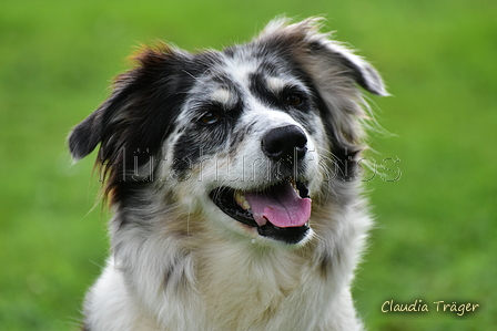 Australian Shepherd / Bild 1 von 140 / 07.10.2021 14:34 / DSC_9466.JPG