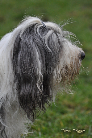 Bearded Collie / Bild 38 von 38 / 24.11.2012 15:03 / DSC_0537.JPG