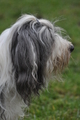 Bearded Collie / Bild 38 von 38 / 24.11.2012 15:03 / DSC_0537.JPG