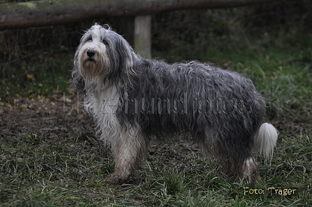 Bearded Collie / Bild 37 von 38 / 24.11.2012 15:14 / DSC_0606.JPG