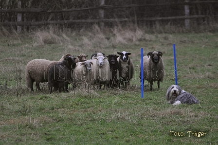 Bearded Collie / Bild 36 von 38 / 24.11.2012 15:23 / DSC_0626.JPG