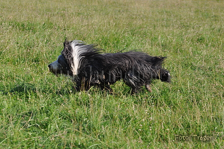 Bearded Collie / Bild 34 von 38 / 19.07.2014 08:34 / DSC_3088.JPG