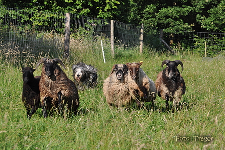 Bearded Collie / Bild 33 von 38 / 19.07.2014 08:36 / DSC_3113.JPG