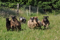 Bearded Collie / Bild 33 von 38 / 19.07.2014 08:36 / DSC_3113.JPG