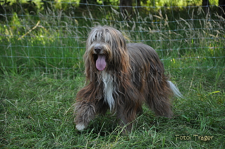 Bearded Collie / Bild 32 von 38 / 19.07.2014 10:05 / DSC_3000.JPG