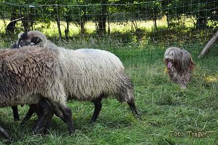 Bearded Collie / Bild 31 von 38 / 19.07.2014 10:14 / DSC_3057.JPG