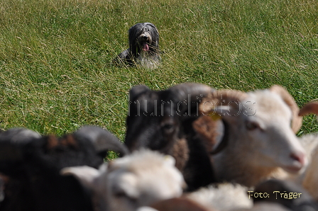 Bearded Collie / Bild 29 von 38 / 19.07.2014 10:42 / DSC_3633.JPG