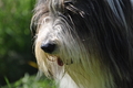 Bearded Collie / Bild 28 von 38 / 19.07.2014 11:37 / DSC_3842.JPG