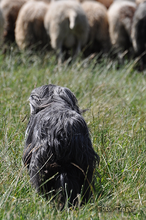 Bearded Collie / Bild 27 von 38 / 19.07.2014 12:20 / DSC_3951.JPG