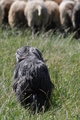 Bearded Collie / Bild 27 von 38 / 19.07.2014 12:20 / DSC_3951.JPG