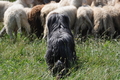 Bearded Collie / Bild 26 von 38 / 19.07.2014 12:20 / DSC_3966.JPG