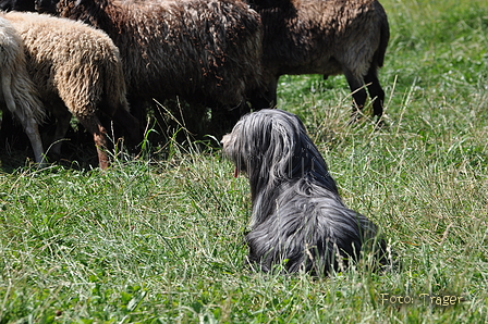 Bearded Collie / Bild 25 von 38 / 19.07.2014 12:20 / DSC_3974.JPG