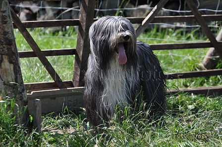 Bearded Collie / Bild 24 von 38 / 19.07.2014 12:22 / DSC_4018.JPG