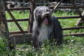 Bearded Collie / Bild 24 von 38 / 19.07.2014 12:22 / DSC_4018.JPG