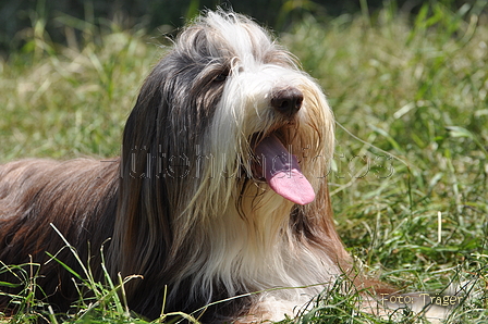 Bearded Collie / Bild 23 von 38 / 19.07.2014 12:36 / DSC_4024.JPG