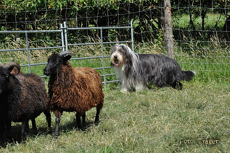 Bearded Collie / Bild 22 von 38 / 19.07.2014 15:19 / DSC_4079.JPG