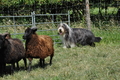 Bearded Collie / Bild 22 von 38 / 19.07.2014 15:19 / DSC_4079.JPG