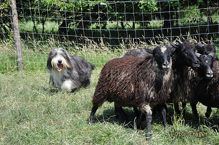 Bearded Collie / Bild 21 von 38 / 19.07.2014 15:19 / DSC_4088.JPG