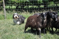 Bearded Collie / Bild 21 von 38 / 19.07.2014 15:19 / DSC_4088.JPG