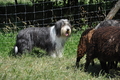 Bearded Collie / Bild 20 von 38 / 19.07.2014 15:22 / DSC_4126.JPG